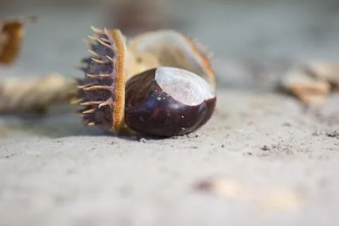 Chestnut tree in nature Stock Photos