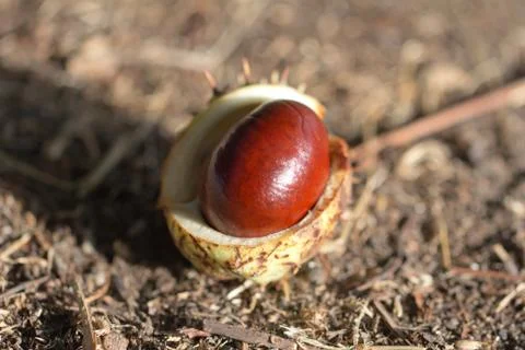 Chestnut tree in nature Stock Photos