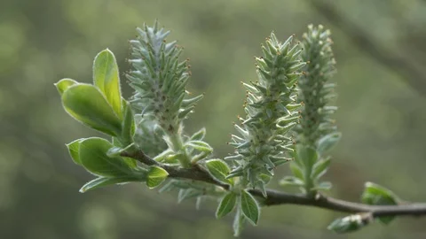 Chestnut Tree New Growth Close-up Stock Footage 129499981