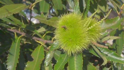 Chestnut tree with a nut Stock Footage 69859664