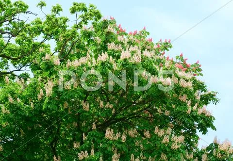 Chestnut tree Stock Photos