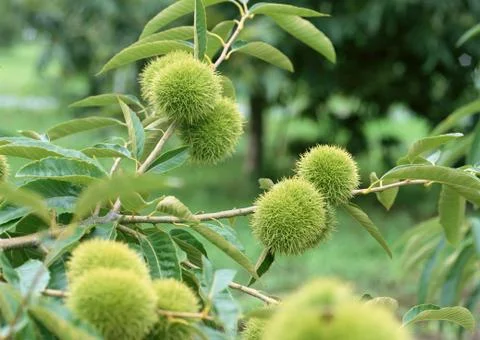 Chestnut Tree Stock Photos