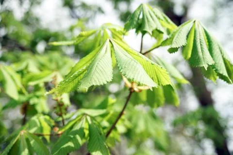 Chestnut tree Stock Photos