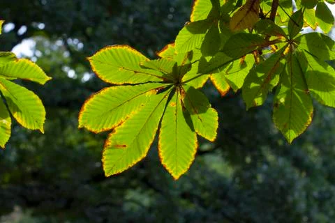 Chestnut tree Stock-Fotos