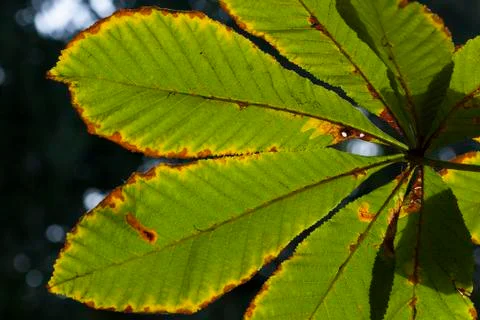 Chestnut tree Foto stock