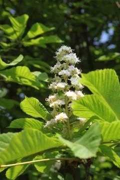 Chestnut tree Stock Photos