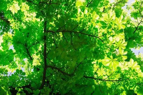 Chestnut Tree Stock Photos