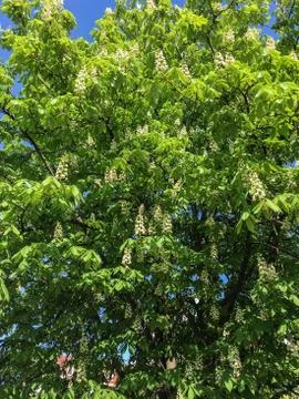 Chestnut tree Stock Photos