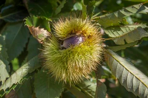 Chestnut tree Stock Photos