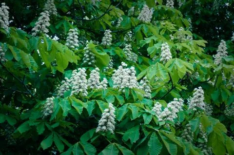 Chestnut tree Stock Photos