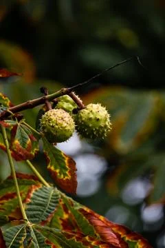 Chestnut tree Фото