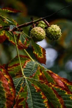 Chestnut tree Фото
