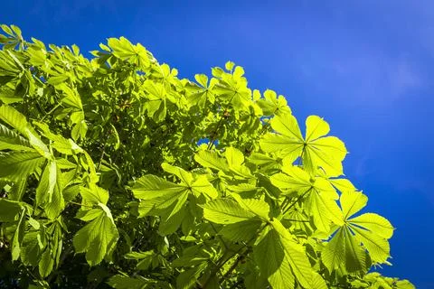 Chestnut tree Stock Photos