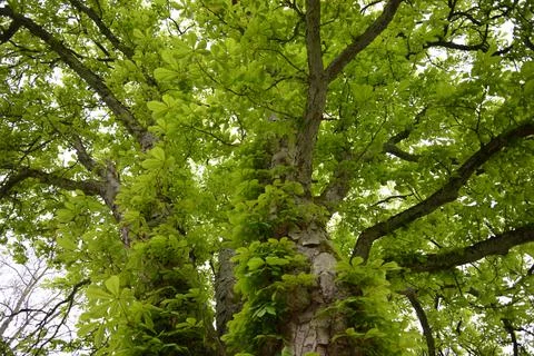Chestnut Tree Stockfoto's