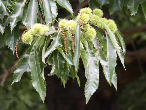 Chestnut Tree. Stock Photos