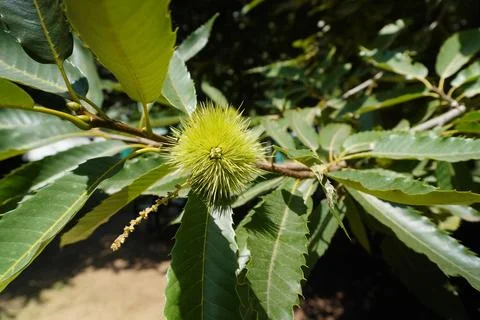 Chestnut tree Stock-Fotos