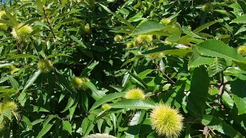 Chestnut tree with ripening urchins Stock Footage 236616474