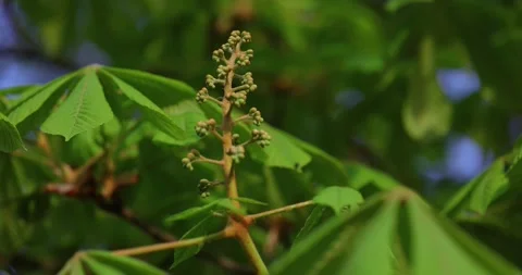 The chestnut tree sands tall, adorned with clusters of budding flowers promising Stock Footage 274891962
