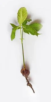 Chestnut tree sapling with roots on white background Stock Photos