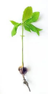 Chestnut tree sapling with roots on white background Stock Photos