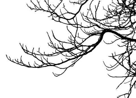 Chestnut tree, silhouette of branches. Vector illustration. Stock Illustration