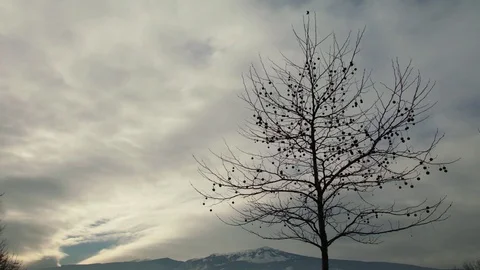 Chestnut tree silhouette on a dramatic cloudy sky 4K UHD Stock Footage 84383367