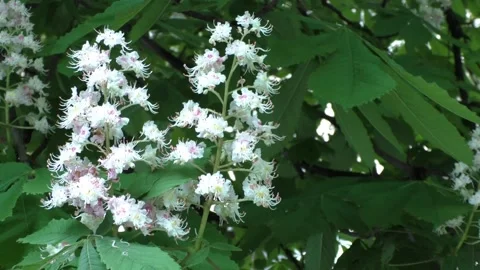 Chestnut tree. Spring. Hello for everybody 스톡 동영상 155728815