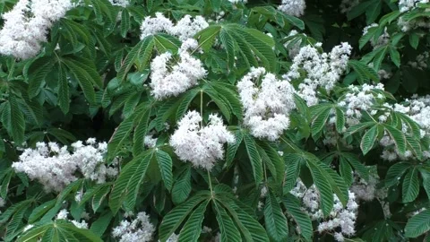 Chestnut tree. Spring. Nature is waiting for a miracle 스톡 동영상 155728846