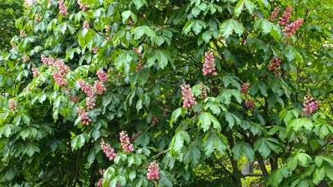 Chestnut tree in spring at the time of flowering 库存照片