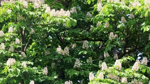 Chestnut tree in spring with white flowers Stock Footage 231037852