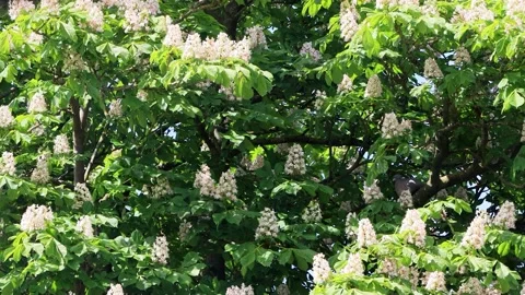 Chestnut tree in spring with white flowers Stock Footage 231063336