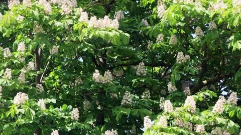 Chestnut tree in spring with white flowers Stock Footage 241931321