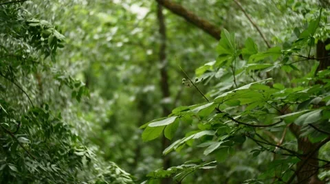 Chestnut tree in summer and wind blowing Stock-Footage 65520374
