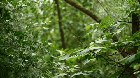 Chestnut tree in summer and wind blowing Stock Footage 65521067