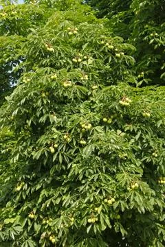 Chestnut tree in summertime Stock Photos