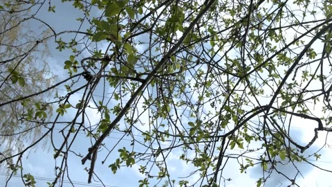 Chestnut tree in the sun in the forest 库存影片 240434268