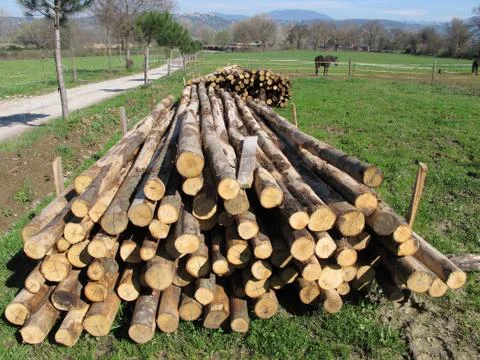 Chestnut tree timber Stock Photos