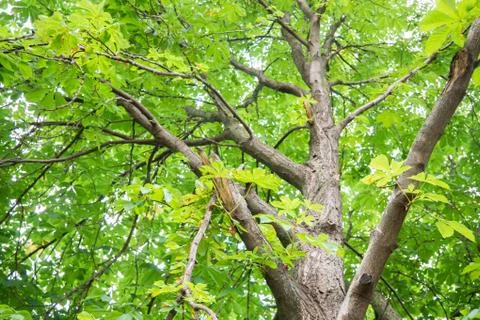 Chestnut tree trunk from bottom to top view. Green leaves, summer time Stock Photos