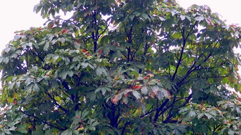Chestnut tree under heavy rain and wind during rainy day. Vidéo 212121765