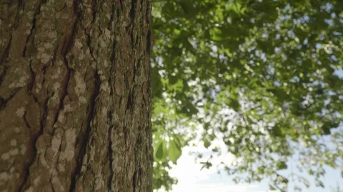 Chestnut tree in the wind Stock Footage 106554602