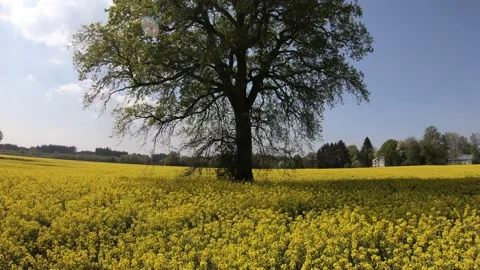 Chestnut tree in a yellow rapeseed flower field in spring Stock Footage 131789822