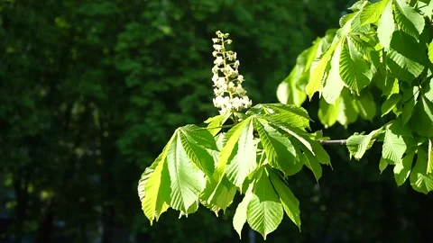 Chestnut tree. Young twigs with buds and white flowers of candle chestnuts Stock Footage 235864199