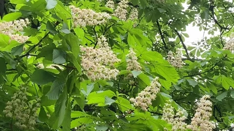 Chestnut trees are in bloom. Pyramidal inflorescences, like white candles. Stock Footage 240732610