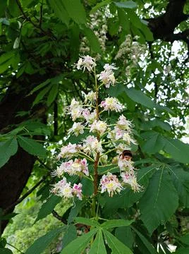 Chestnut trees begin to bloom in large white clusters in late spring Stock Photos