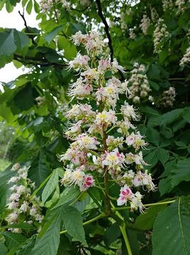 Chestnut trees begin to bloom in large white clusters in late spring Foto stock
