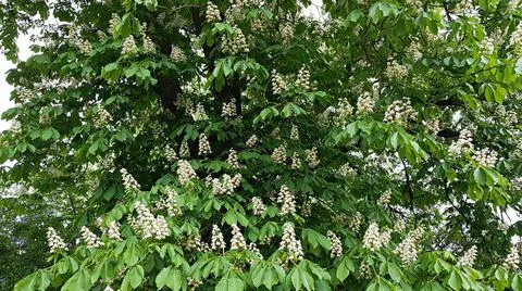 Chestnut trees begin to bloom in large white clusters in late spring Stock Photos