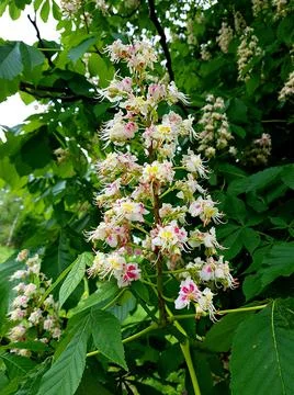 Chestnut trees begin to bloom in large white clusters in late spring Stock Photos