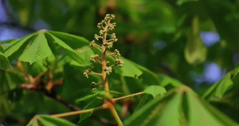 Chestnut trees in bloom illuminated by soft morning sunlight. Perfect for Stock Footage 304057339