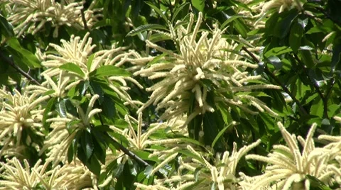 Chestnut trees in blossom Video stock 8631615