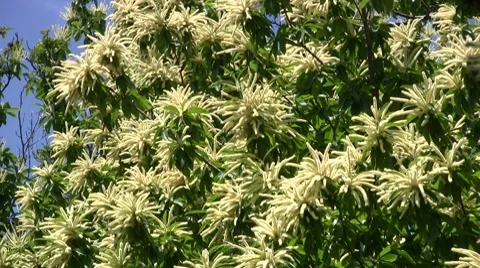 Chestnut trees in blossom Stock Footage 8633836